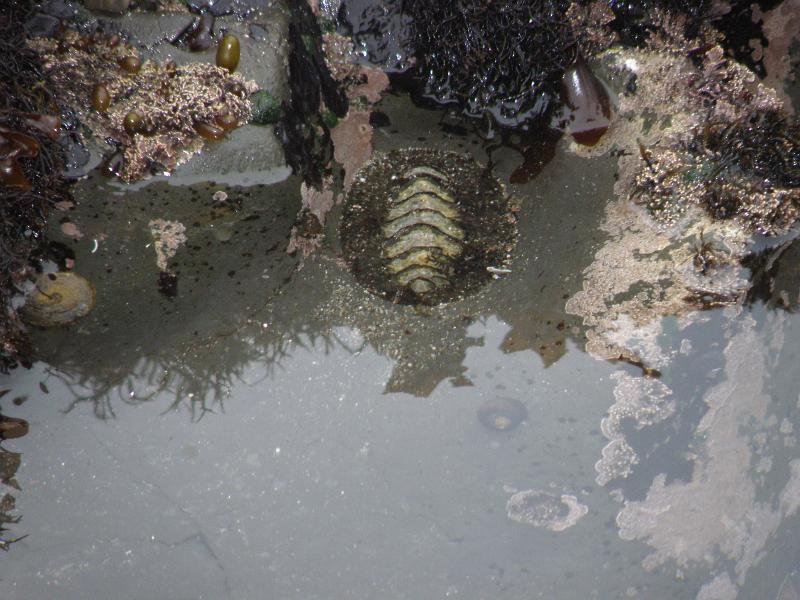 P6182032 Fitzgerald Reserve.JPG